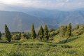 2 Darjeeling