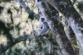 4047 Onderweg Langur
