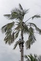 4358 Negombo Kokosnoten