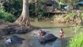 4846 Sigiriya Olifantenwasplaats