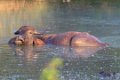 5231 Udawalawe NP Waterbuffel