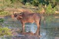 5234 Udawalawe NP Waterbuffel