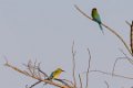 5237 Udawalawe NP Europese bijeneter