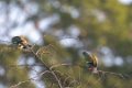 5241 Udawalawe NP Oranjeborstpapegaaiduif