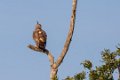 5257 Udawalawe NP Indische Kuifarend