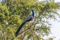 5274 Udawalawe NP Pauw