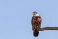5296 Udawalawe NP Indische Wouw