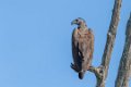 5313 Udawalawe NP Grote Rivierarend