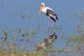 5323 Udawalawe NP Indische Nimmerzat