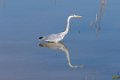 5331 Udawalawe NP Blauwe Reiger