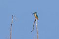 5336 Udawalawe NP IJsvogel