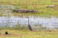 5365 Embilipitiya Purperreiger