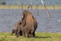 0006 Kaudulla NP Olifant