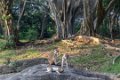 4808 Polonnaruwa Toque Makaak