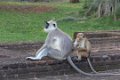 4825 Polonnaruwa Witbaardlangoer