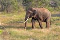 4840 Sigiriya Olifant