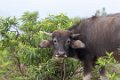 4916 Knuckles Buffel