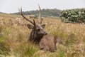 5069 Horton Plains NP Sambarhert