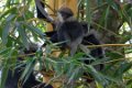 5610 Unawatuna Purple-faced Leaf Monkey