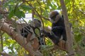 5626 Unawatuna Purple-faced Leaf Monkey