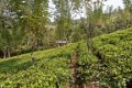 09 Nuwara Eliya