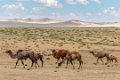 5747  Gobi Kameel