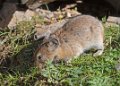 5807  Gobi Yolyn IJsvallei Pika