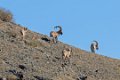 5936  Gobi Ibex