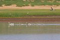 6062  Khogno Kaan Indische Gans