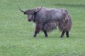 6184  Yak
