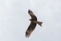6253  Zwarte Wouw