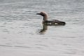 6368  Khovsgol meer Parelduiker
