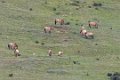 6639  Khustai Takhi Przewalskipaard