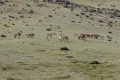 6672  Khustai Takhi Przewalskipaard
