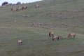 6691  Khustai Takhi Przewalskipaard