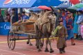 6960  Naadam Opening ceremony