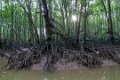 7375 Balikpapan Mangrovebos