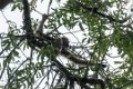 7573 Sungai Wein NP Gibbon