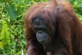 7597 Samboja Lestari Orang Oetan