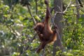 7635 Samboja Lestari Orang Oetan