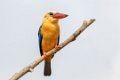 7818 Mahakam rivier Ooievaarsbekijsvogel