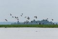 7861 Mahakam rivier Steltkluut