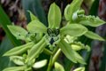 7973 Mahakam rivier Kersik Luwai NP Zwarte Orchidee