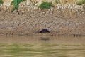 8014 Mahakam rivier Otter