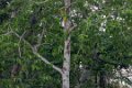 8016 Mahakam rivier Silvered Leaf Monkey Mutslangoer