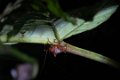 8110 Kutai NP Insect