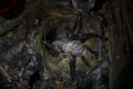 8125 Kutai NP Tarantula
