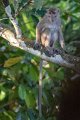 8139 Kutai NP Langstaartmakaak