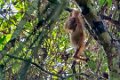 8185 Kutai NP Orang Oetan