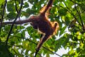 8213 Kutai NP Orang Oetan